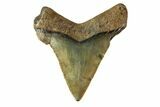 Tiny, Angustidens Tooth - Megalodon Ancestor #163358-1